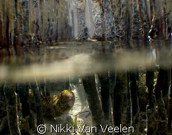 Snowflake eel amongst the mangrove shoots. Taken in Nabq ... by Nikki Van Veelen 